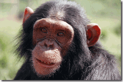 chimp-face-cu-16470022