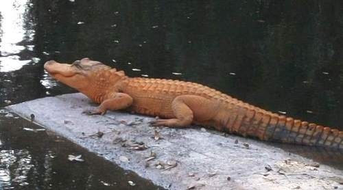 [orange-gator-large[2].jpg]