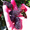 Mulberries:)