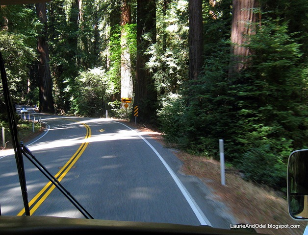 [Redwoods 1[3].jpg]
