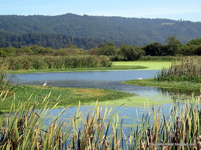 arcata MArsh