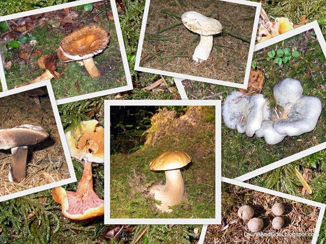 [Mushrooms_at_Hecata[7][2].jpg]