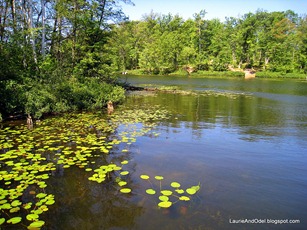 Water lillies