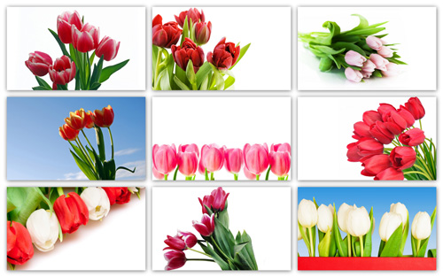 full hd wallpaper. Full HD Flowers Wallpaper Pack