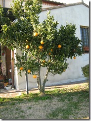 IMG_1252 IMG_1252