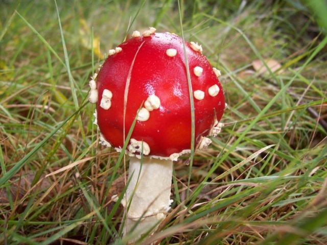 [mushroom[5].jpg]