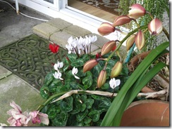 020511 cyclamen and orchids