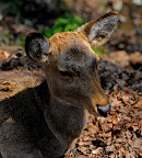 Sika deer