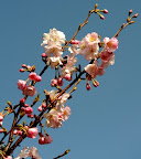 Cherry Blossoms, Glover Gardens, Nagasaki