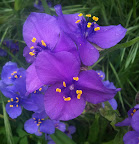 Spiderwort