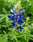 Texas Bluebonnet