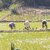 detail_1571P1010477.jpg