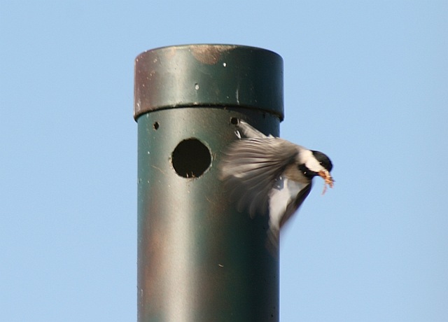 [Chickadee43.jpg]