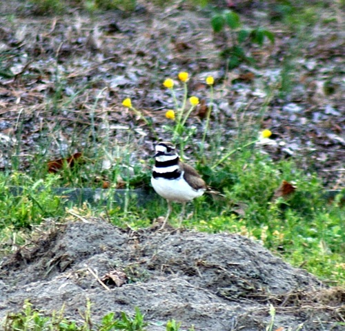 [Killdeer3.jpg]