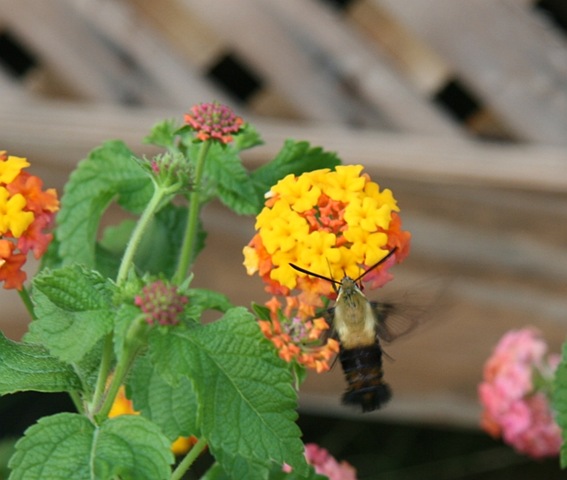 [IMG_43006.jpg]