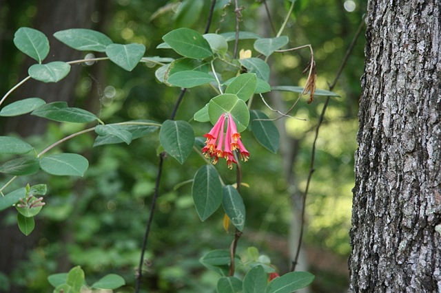 [C Honeysuckle[4].jpg]
