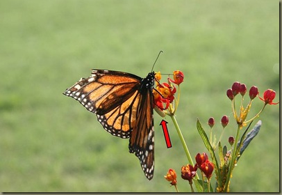Monarch w-Caterpillar