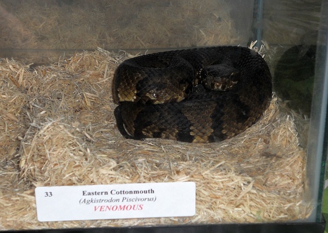 [cottonmouth8.jpg]