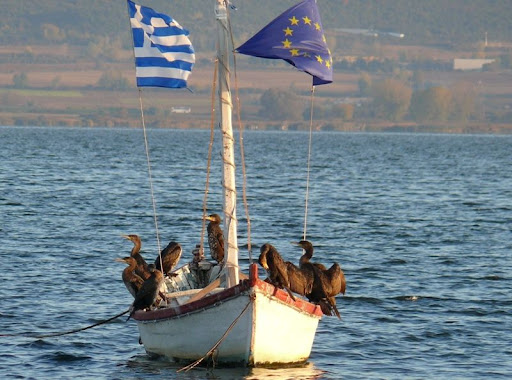 kormoran
