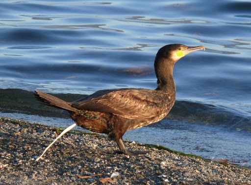 kormoran