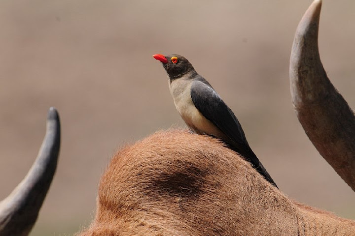 etiopia