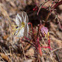 Tufted Evening Primrose