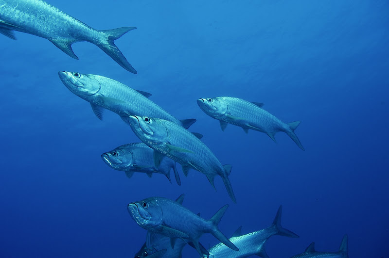 Jardin%20de%20la%20Reina2009-02-1610532%20-%20Version%202%20-%20Version%202.jpg