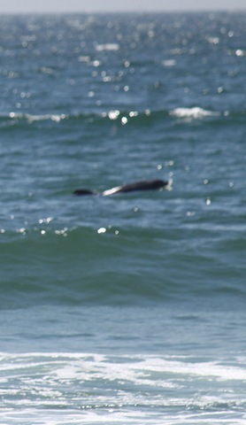 [Dolphins 9-4-2010 1-56-18 PM[5].jpg]