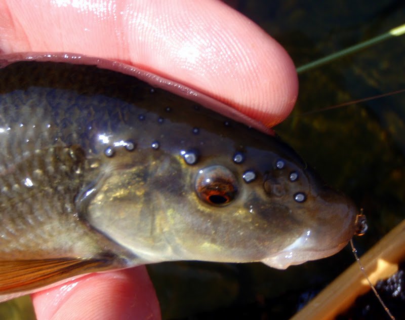 Highland Stoneroller (Campostoma sapadiceum) 2