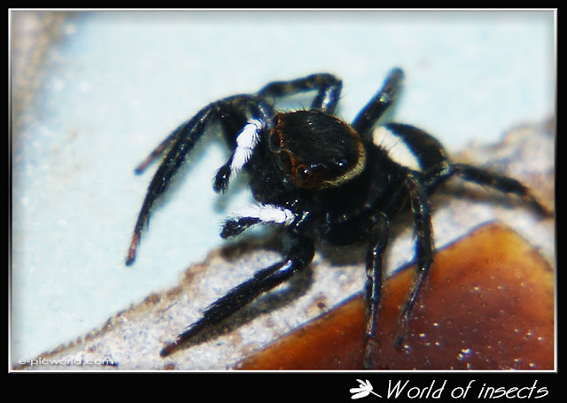 spider picture