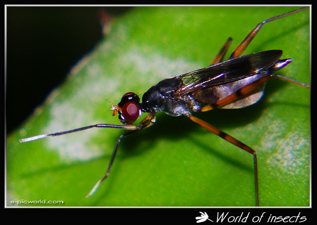 fly picture