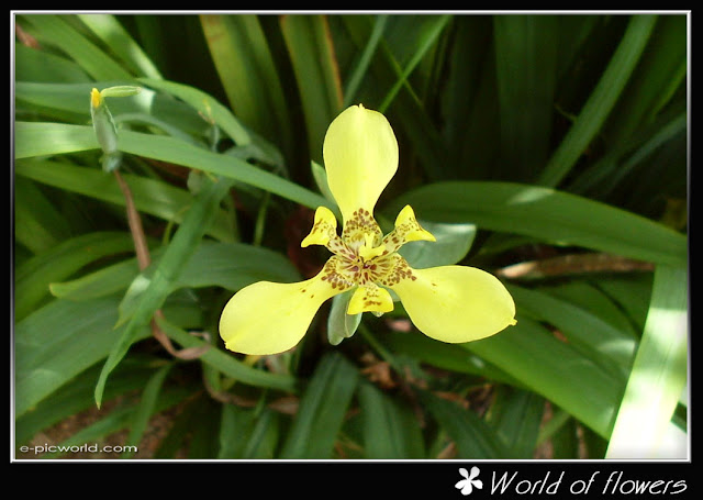 flower picture