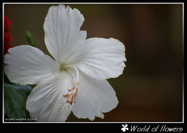 white hibiscus flower picture