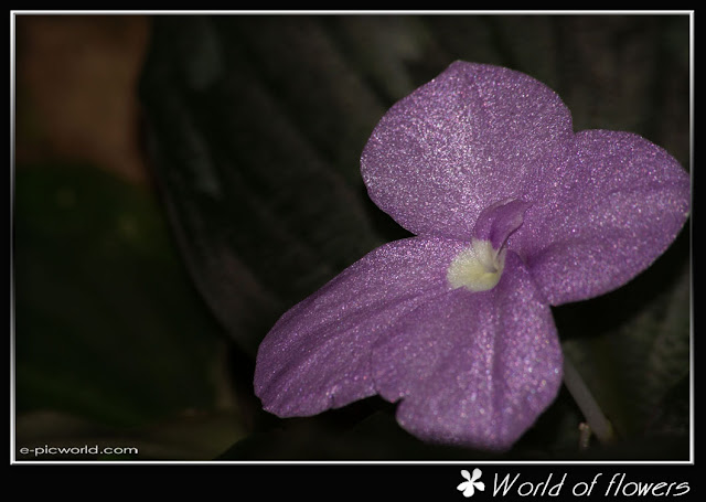 flower picture
