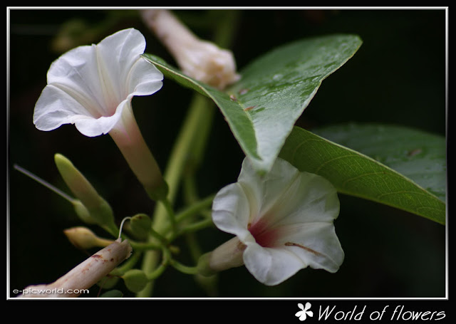 White morning glory picture