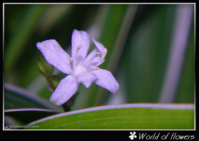 grass flower picture