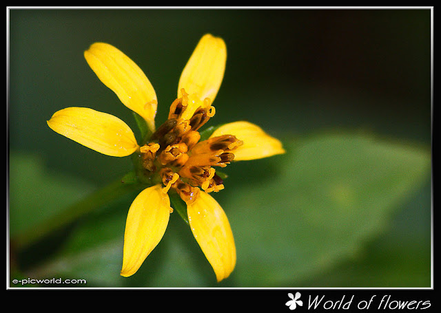 daisy flower picture
