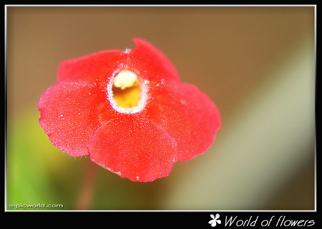 flower picture