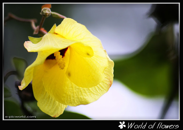 hibiscus flower picture