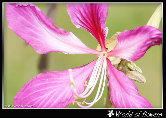 flower picture
