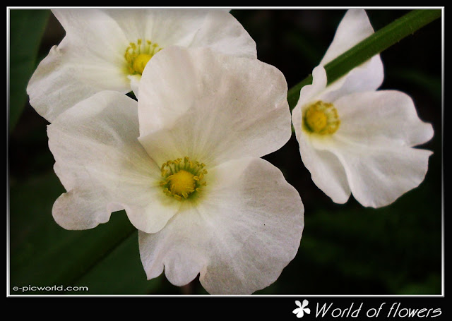 sirih air flower picture