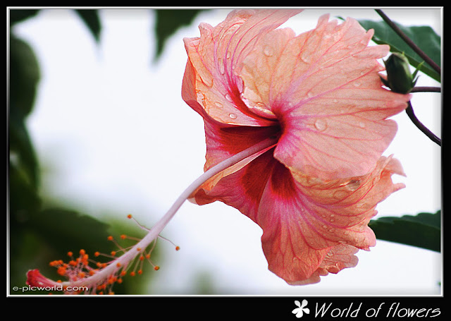 hibiscus flower picture