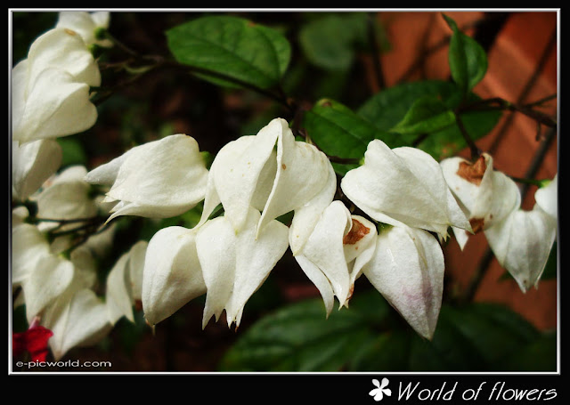 flower picture