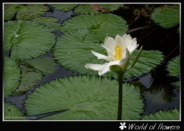 water lily flower picture