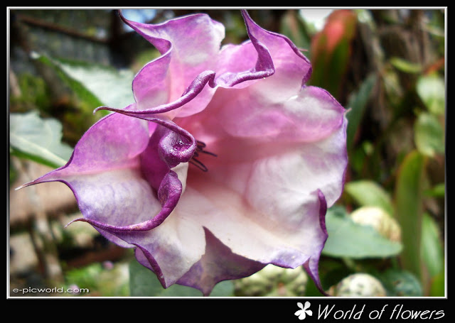flower picture