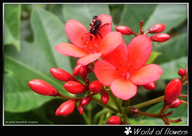 flower picture