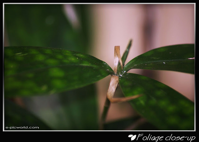 Foliage close up picture