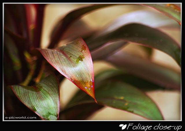Foliage close up picture