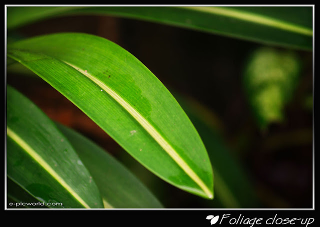 Foliage close up picture
