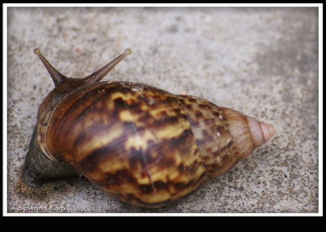snail picture
